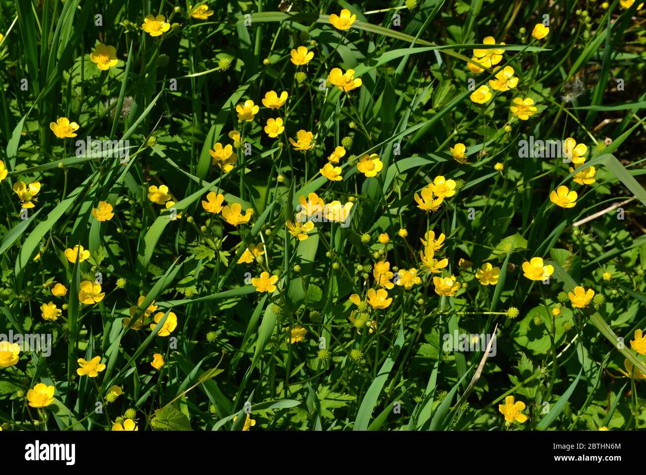 Rannculus acris. Yellow flowers. Buttercup caustic, common type of buttercups Stock Photo