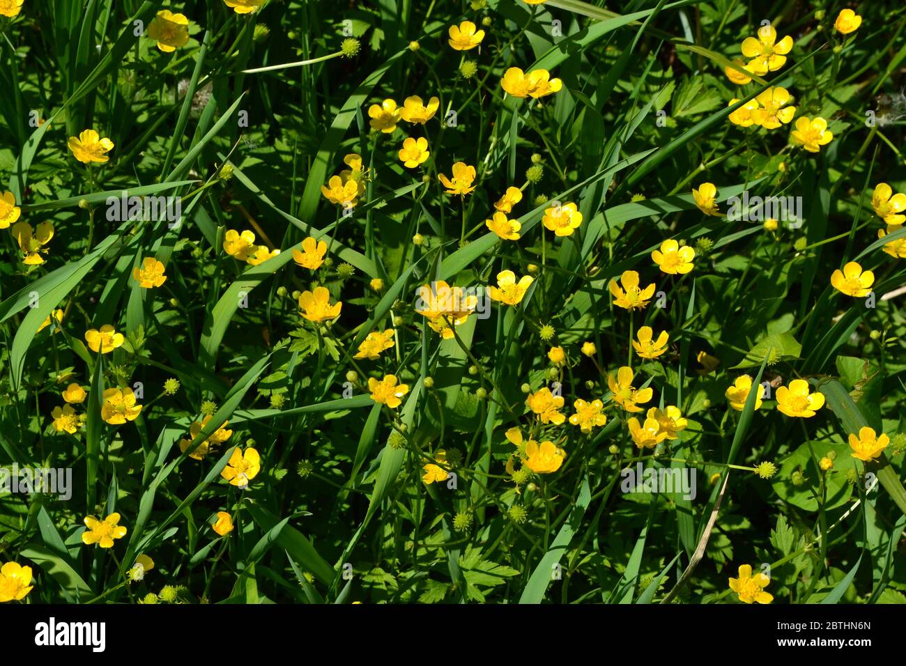 Rannculus acris. Field, forest plant. Yellow flowers. Buttercup caustic, common type of buttercups Stock Photo