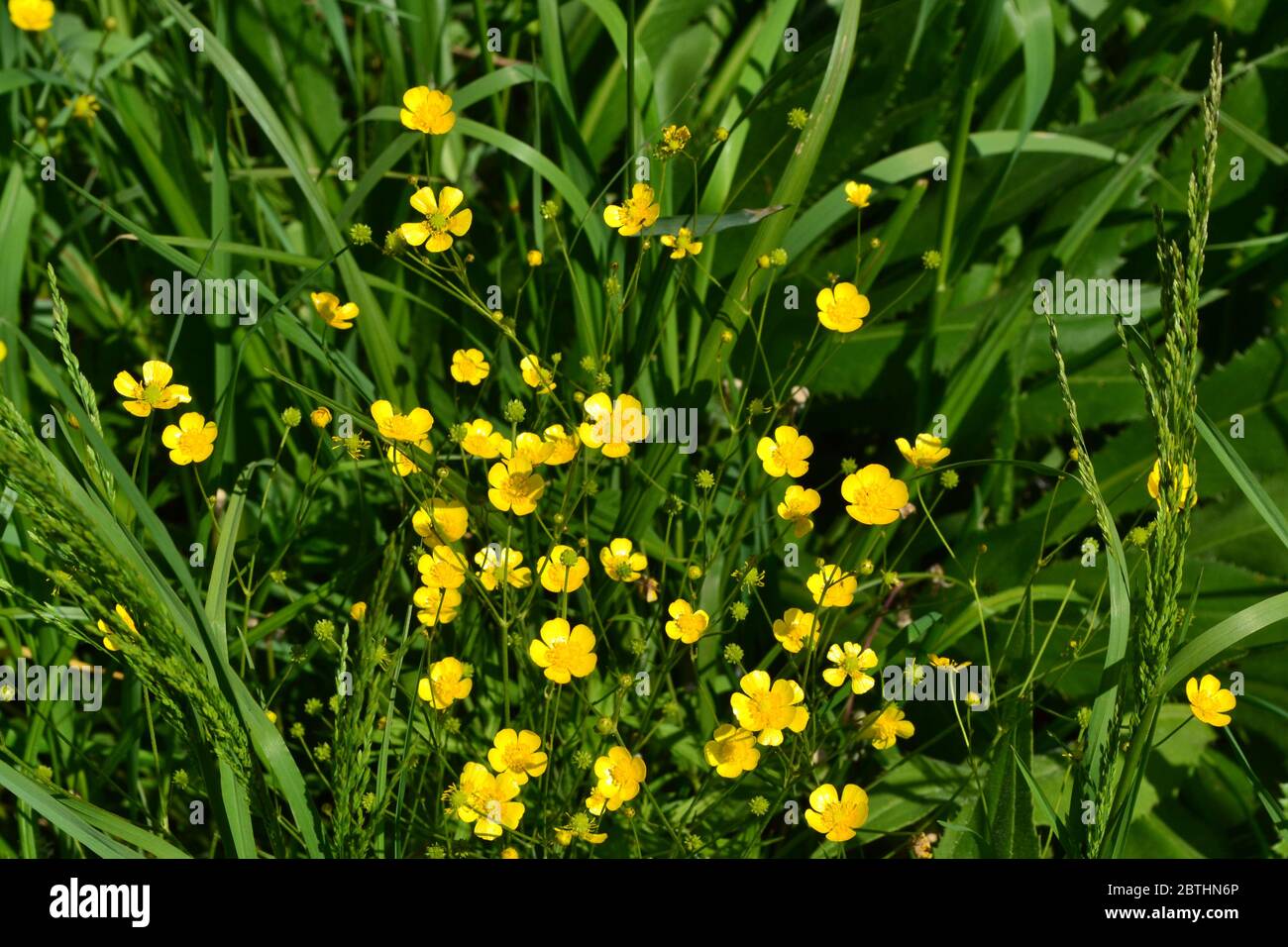 Rannculus acris. Field, forest plant. Flower. Yellow flowers. Buttercup caustic, common type of buttercups Stock Photo