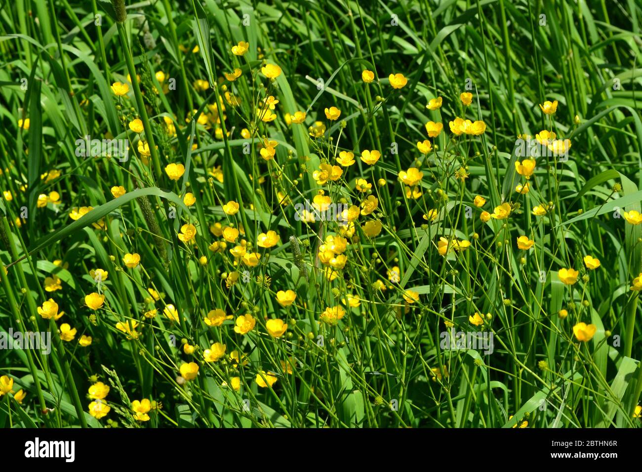 Rannculus acris. Field, forest plant. Flower bed, beautiful. Yellow flowers. Buttercup caustic, common type of buttercups Stock Photo