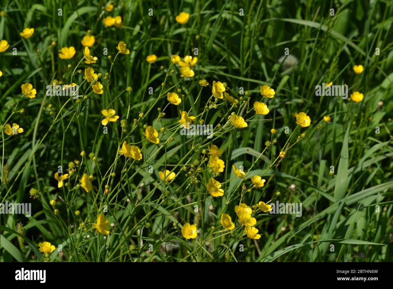 Sunny summer day. Rannculus acris. Field, forest plant. Flower bed, beautiful gentle plants. Yellow flowers, green. Buttercup caustic, common type of Stock Photo
