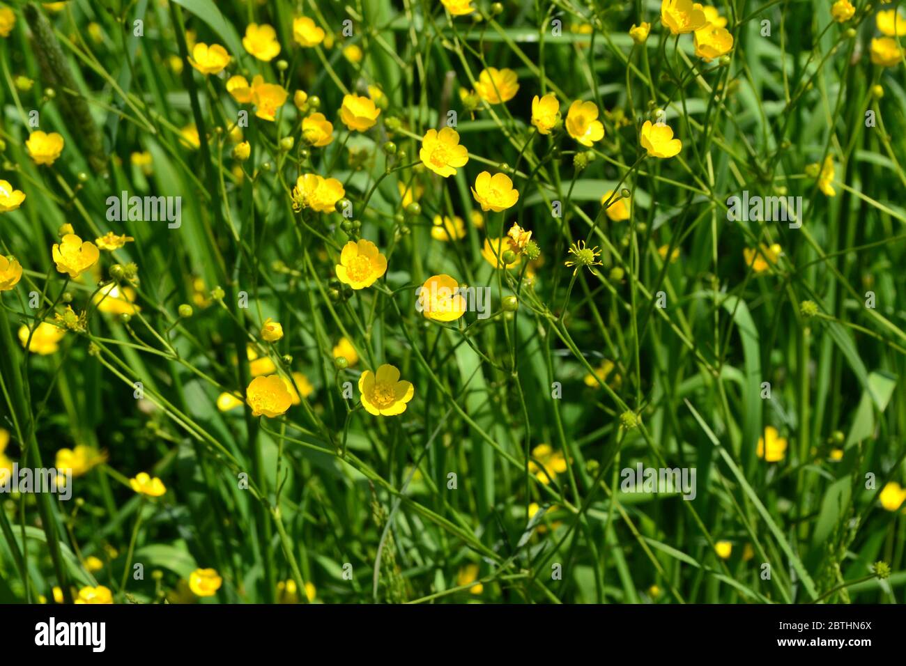 Rannculus acris. Field. Yellow flowers. Buttercup is a caustic, common type of buttercups in a temperate climate zone Stock Photo