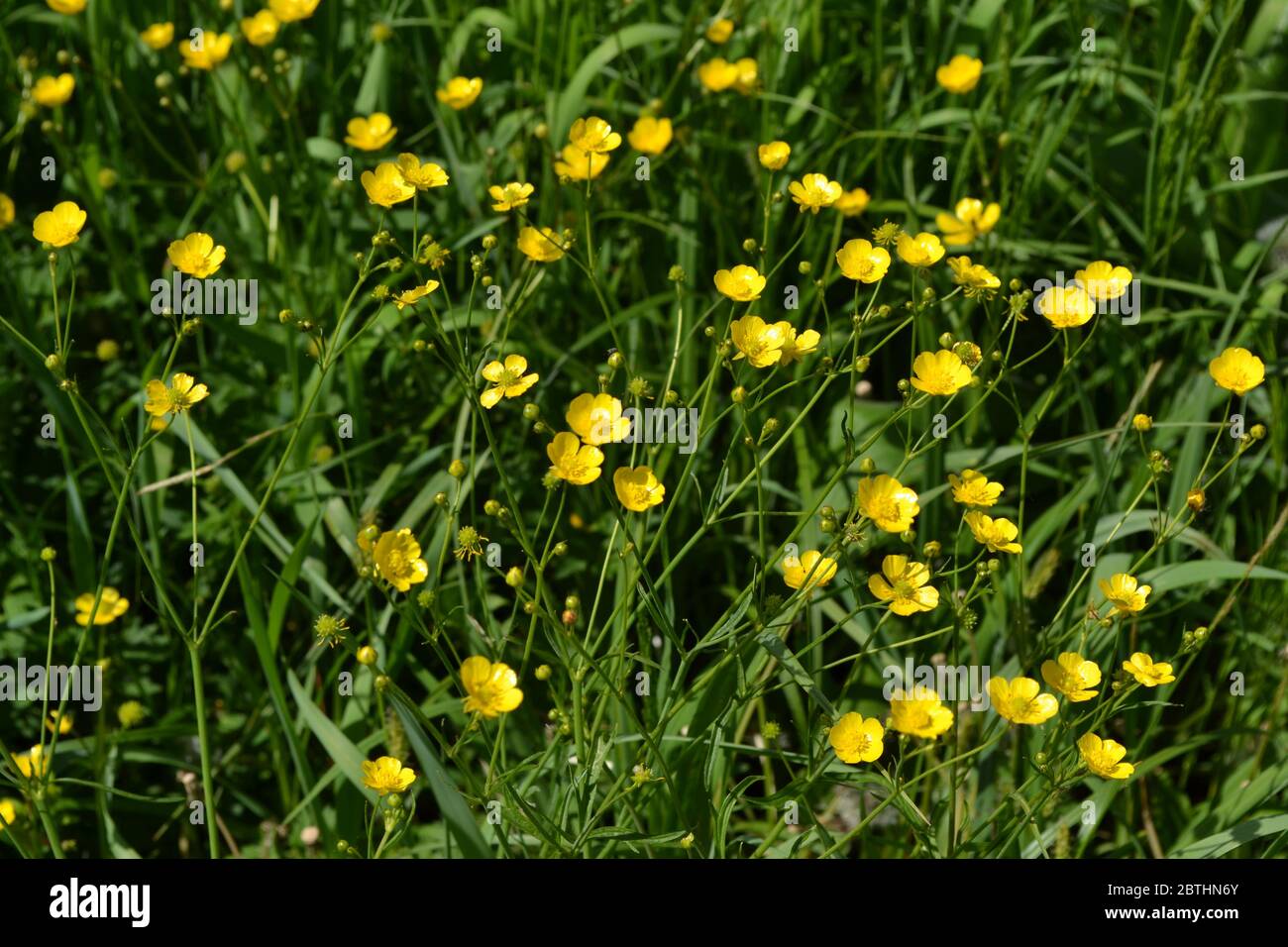 Sunny summer day. Rannculus acris. Field, forest plant. Flower bed, beautiful gentle plants. Yellow flowers, green leaves. Buttercup caustic, common t Stock Photo