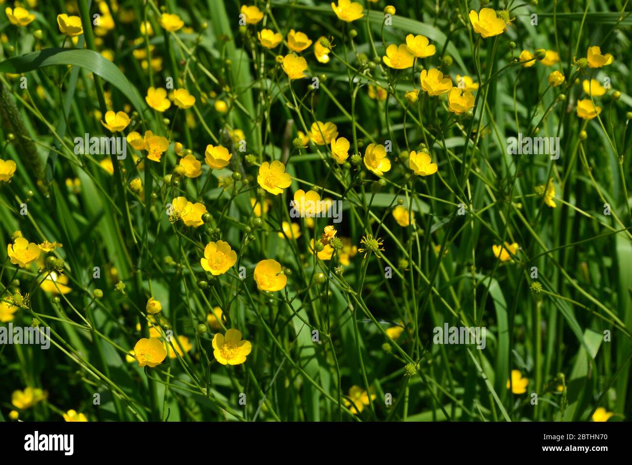 Rannculus acris. Yellow flowers. Buttercup is a caustic, common type of buttercups in a temperate climate zone Stock Photo