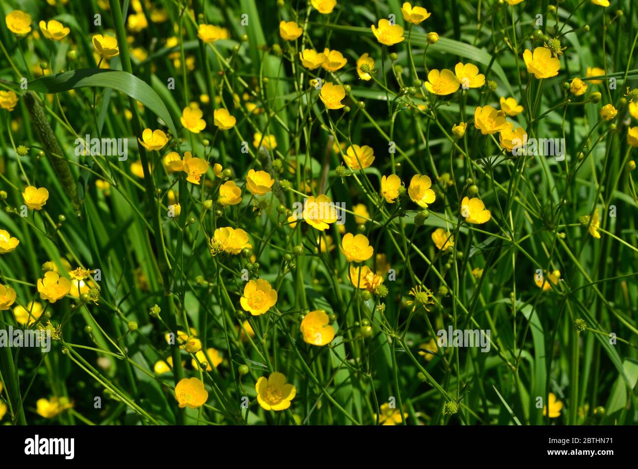 Rannculus acris. Field, forest. Yellow flowers. Buttercup is a caustic, common type of buttercups in a temperate climate zone Stock Photo