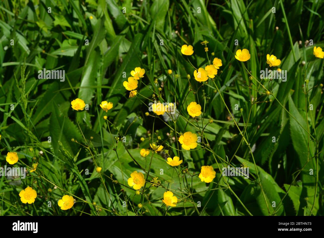 Rannculus acris. Field, forest plant. Flower. Yellow flowers. Buttercup is a caustic, common type of buttercups in a temperate climate zone Stock Photo