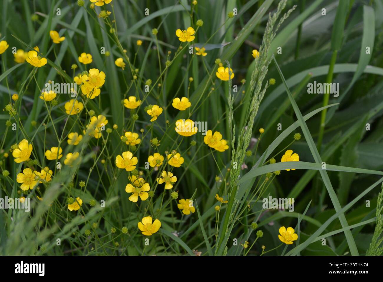 Rannculus acris. Buttercup caustic, common type of buttercups. Field, forest plant. Flower. Yellow flowers Stock Photo