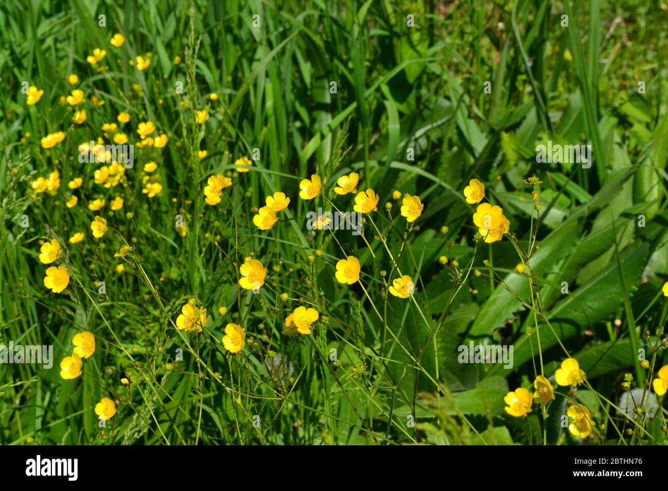 Rannculus acris. Field, forest plant. Flower bed, beautiful gentle plants. Yellow flowers. Buttercup caustic, common type of buttercups Stock Photo