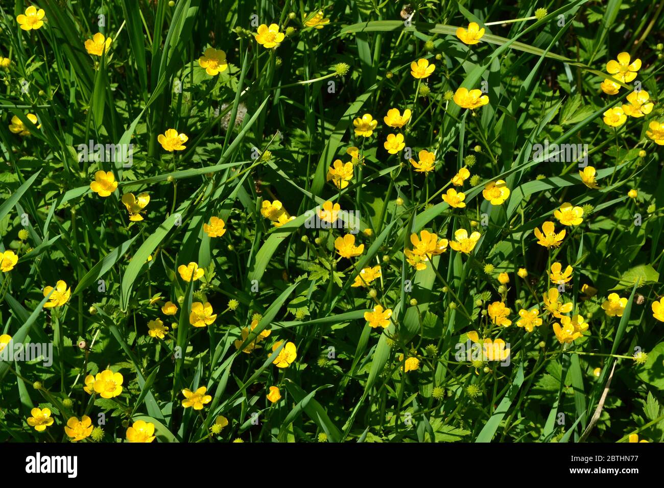 Rannculus acris. Field. Yellow flowers. Buttercup caustic, common type of buttercups Stock Photo
