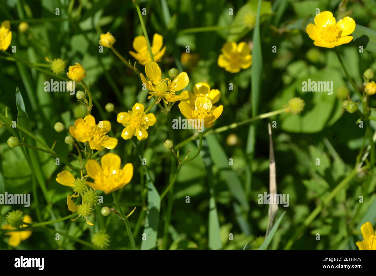 Yellow flowers. Rannculus acris. Field, forest plant. Flower bed, beautiful gentle plants. Sunny summer day. Buttercup caustic, common type of butterc Stock Photo