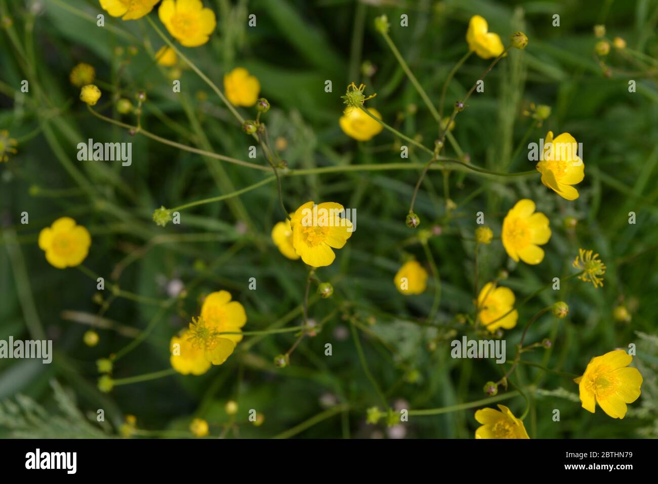 Yellow flowers, green. Buttercup caustic, common type of buttercups. Rannculus acris. Field, forest plant. Sunny day Stock Photo
