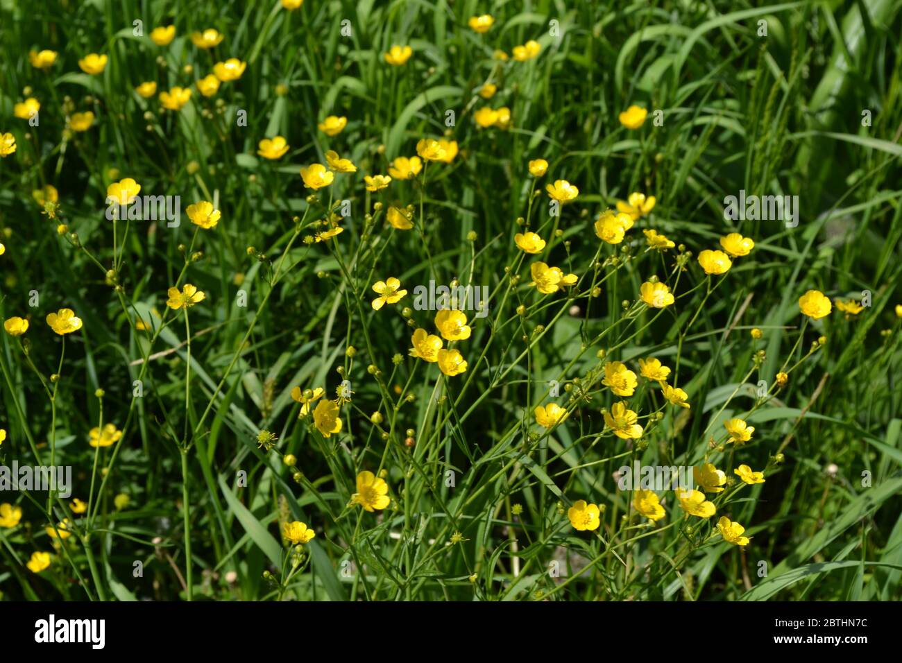 Yellow flowers. Rannculus acris. Buttercup caustic, common type of buttercups Stock Photo