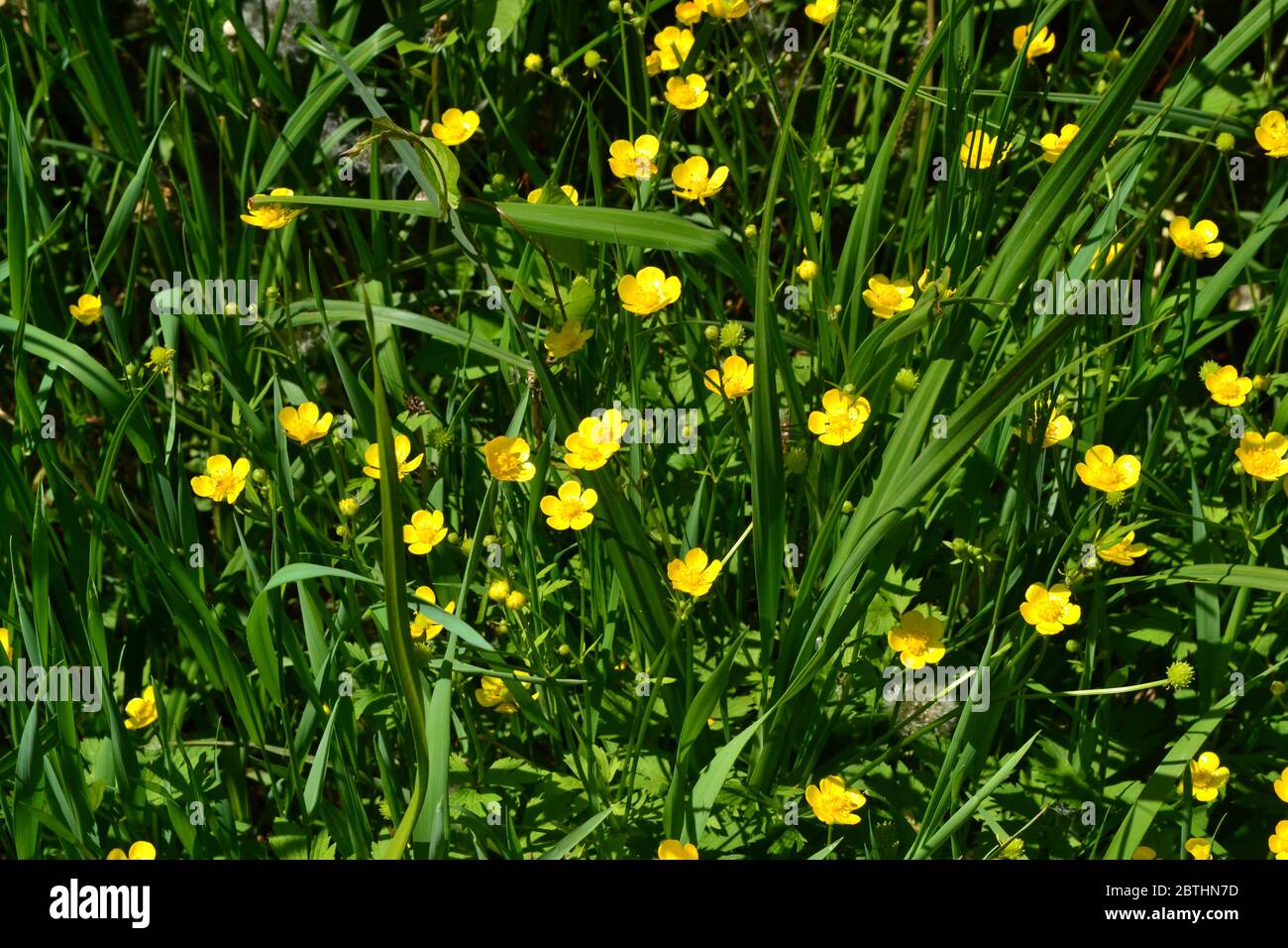 Rannculus acris. Field, forest. Yellow flowers. Buttercup caustic, common type of buttercups Stock Photo