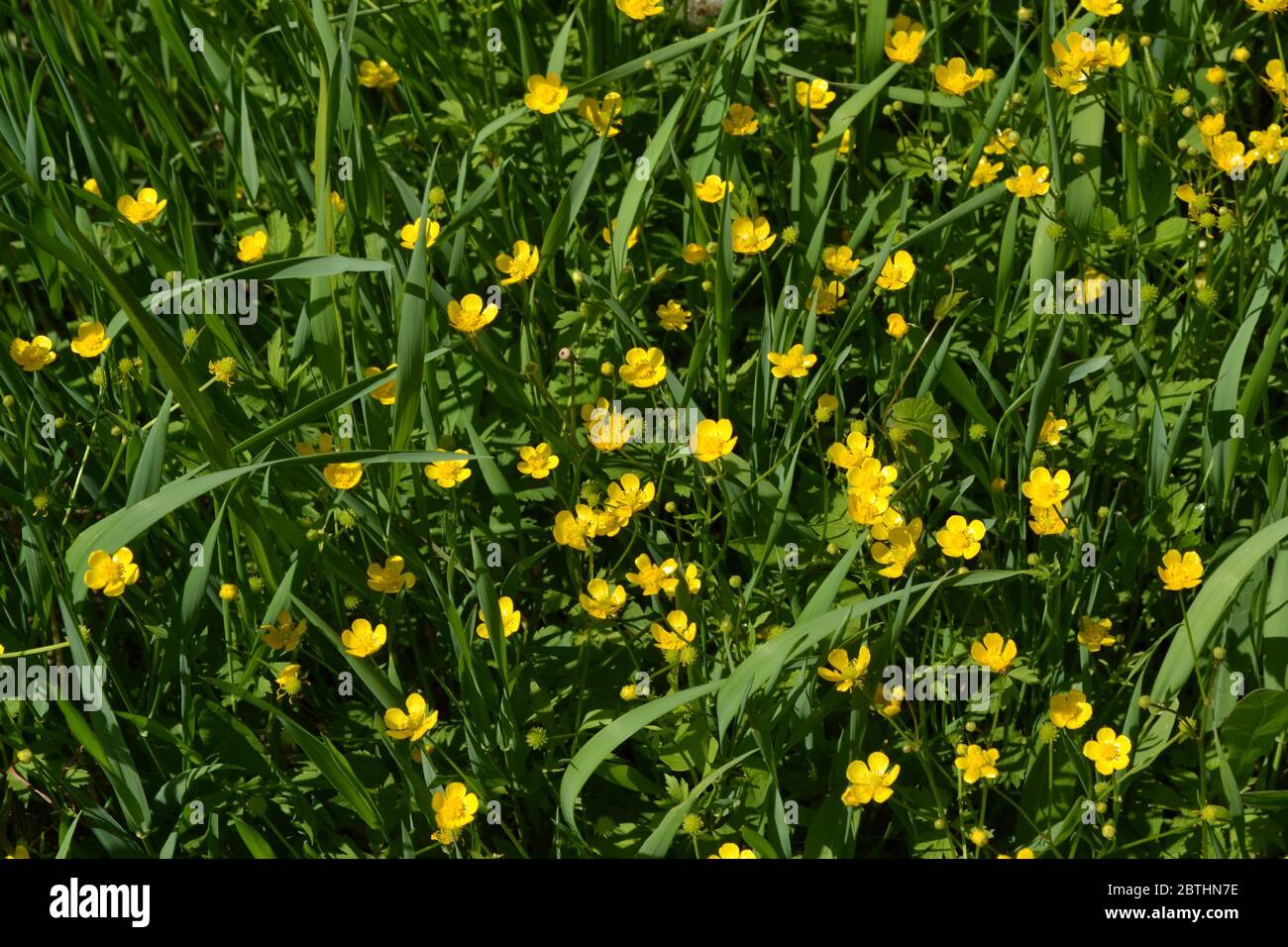 Sunny summer day. Rannculus acris. Field. Yellow flowers. Buttercup caustic, common type of buttercups Stock Photo