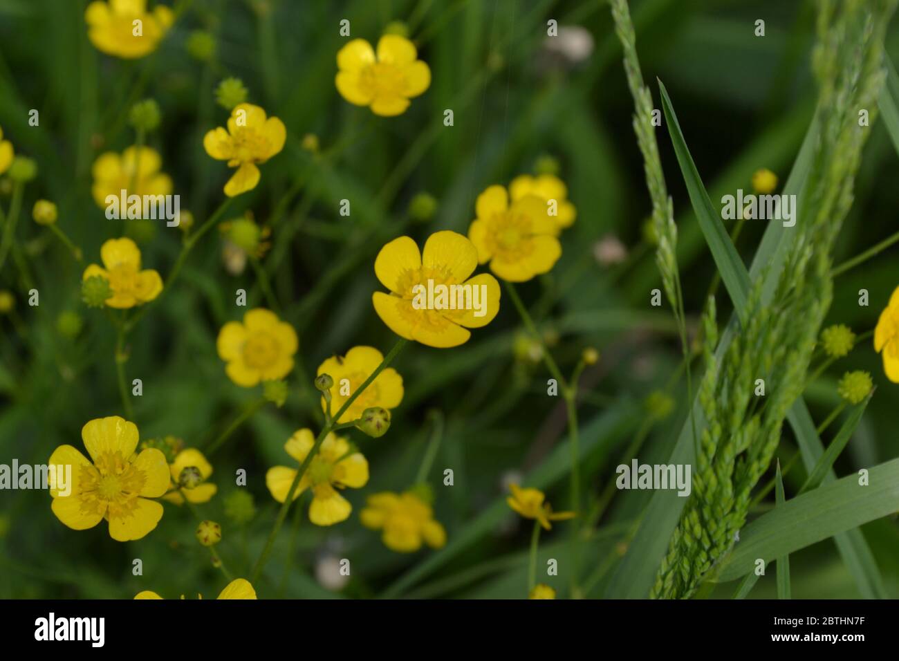 Yellow flowers, green leaves. Buttercup caustic, common type of