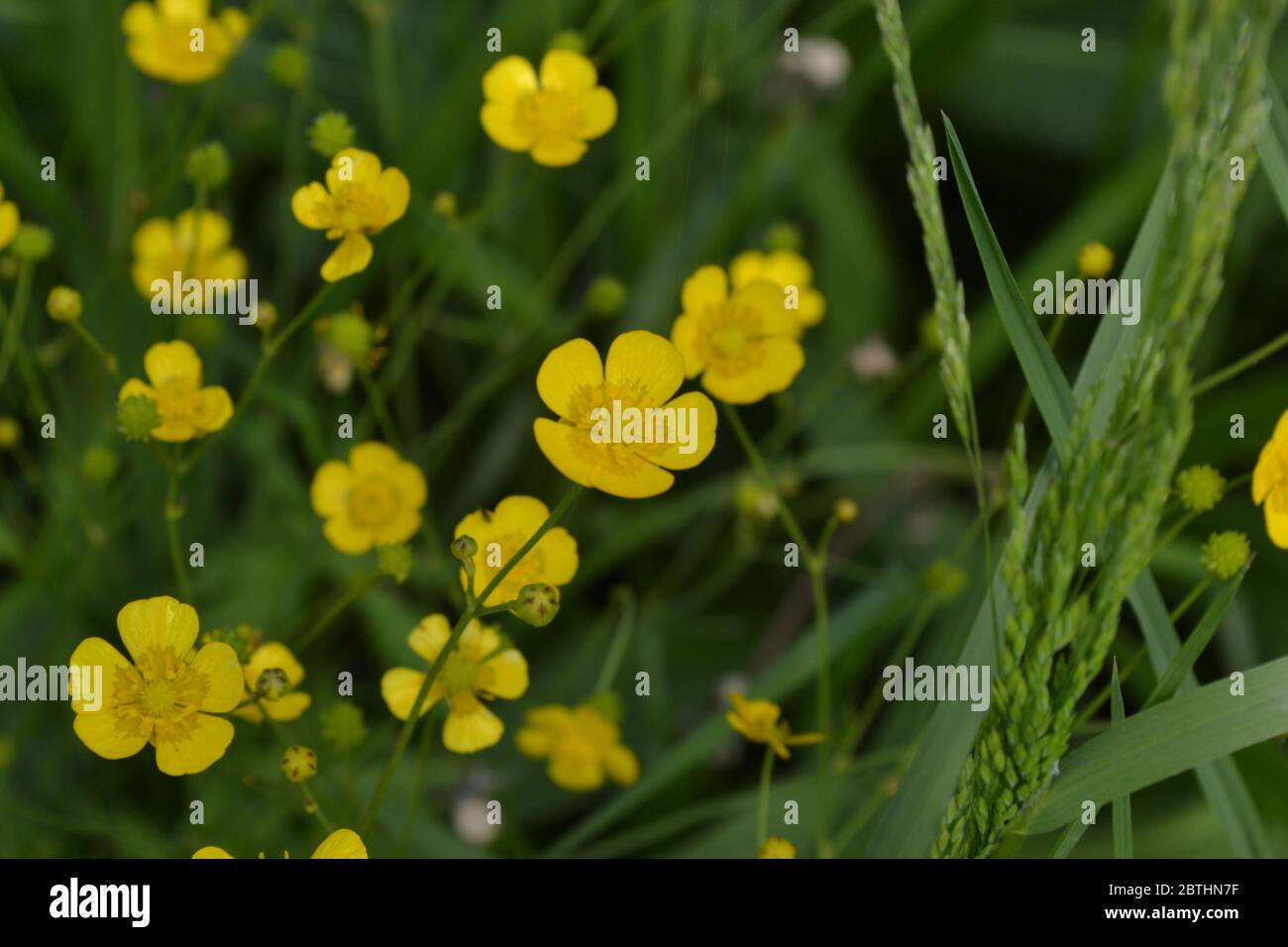 Yellow flowers, green leaves. Buttercup caustic, common type of buttercups. Rannculus acris. Field, forest plant. Sunny day Stock Photo