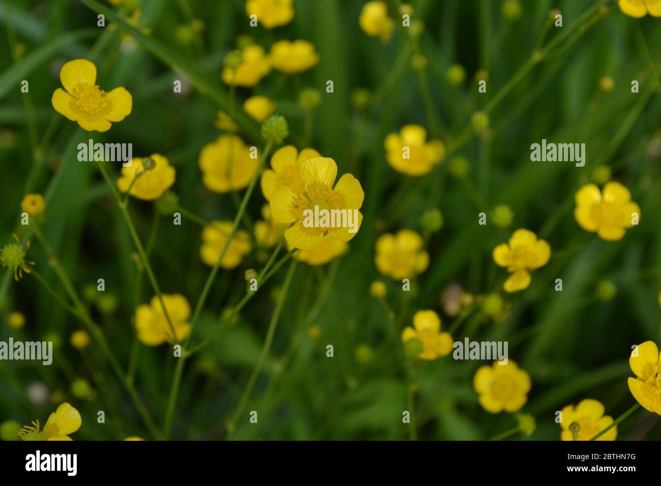 Yellow flowers, green leaves. Buttercup caustic, common type of buttercups. Rannculus acris. Field, forest plant. Flower. Sunny day Stock Photo