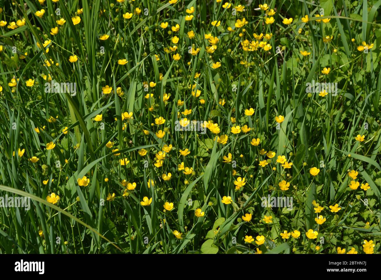 Sunny summer day. Rannculus acris. Field, forest plant. Flower bed. Yellow flowers. Buttercup caustic, common type of buttercups Stock Photo