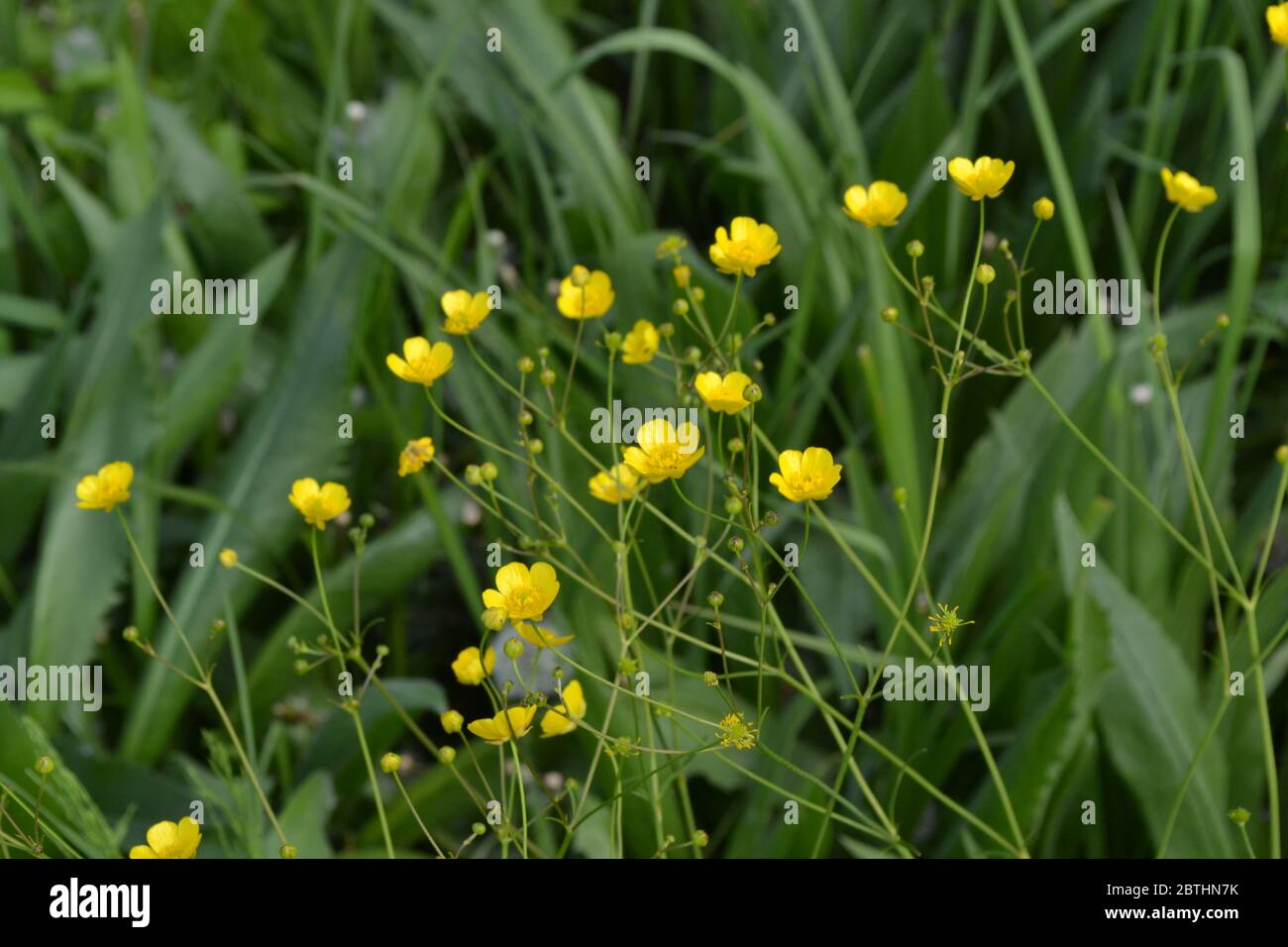 Sunny. Rannculus acris. Yellow flowers. Buttercup caustic, common type of buttercups Stock Photo
