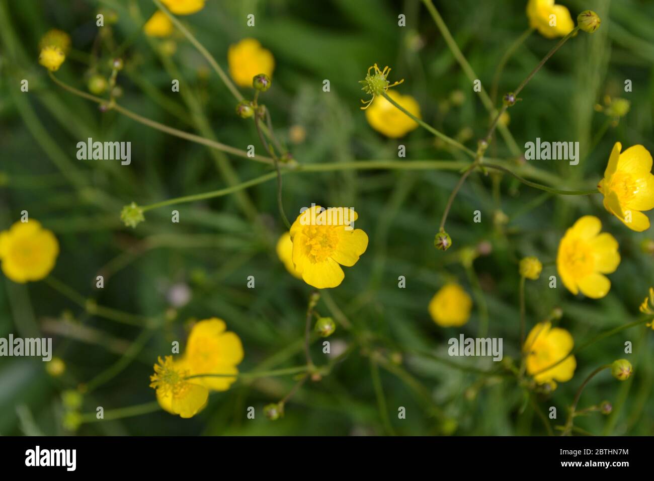 Yellow flowers. Buttercup caustic, common type of buttercups. Rannculus acris. Field, forest plant. Sunny day Stock Photo