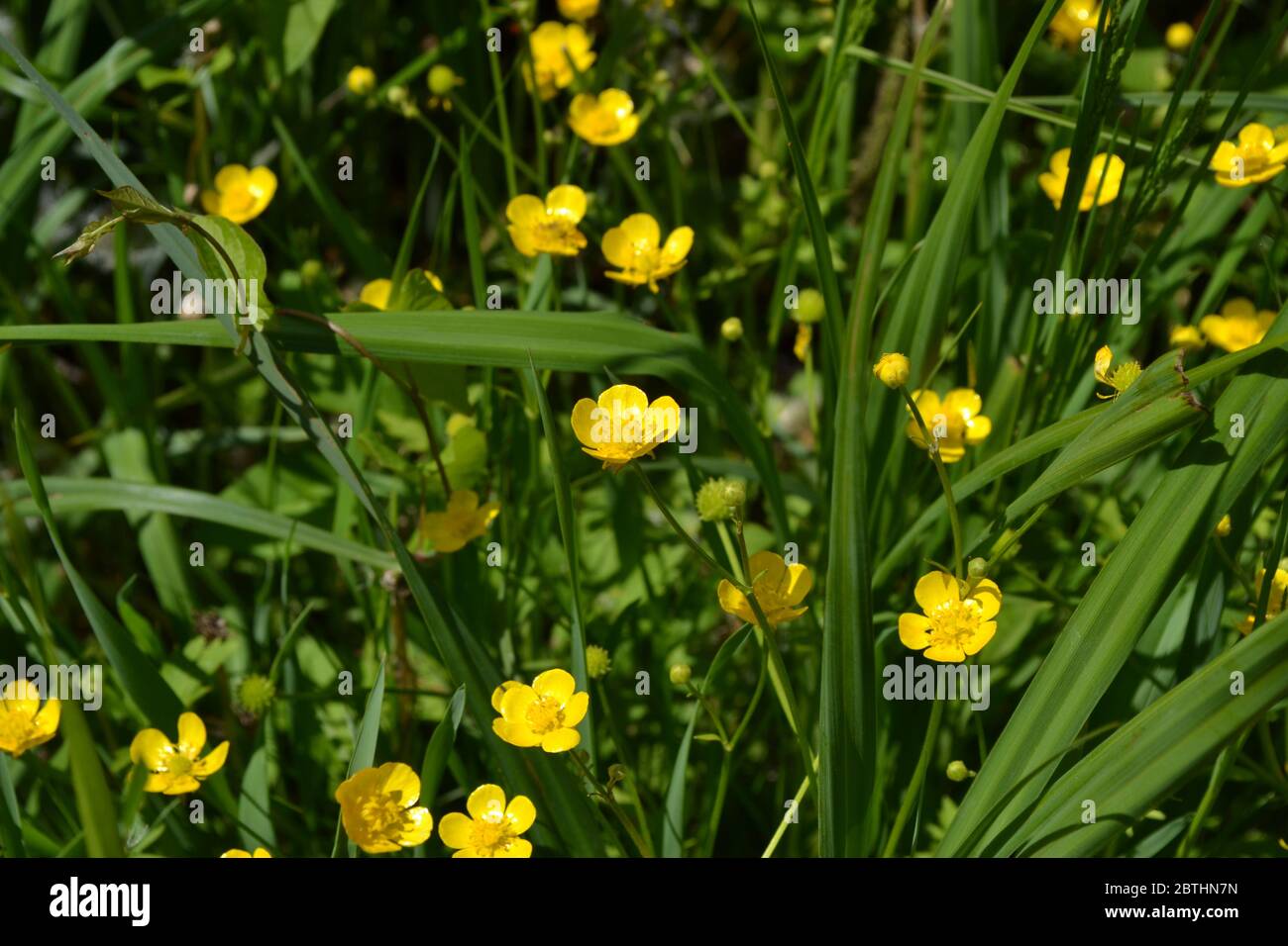 Yellow flowers. Rannculus acris. Field, forest plant. Flower bed, beautiful plants. Buttercup caustic, common type of buttercups Stock Photo