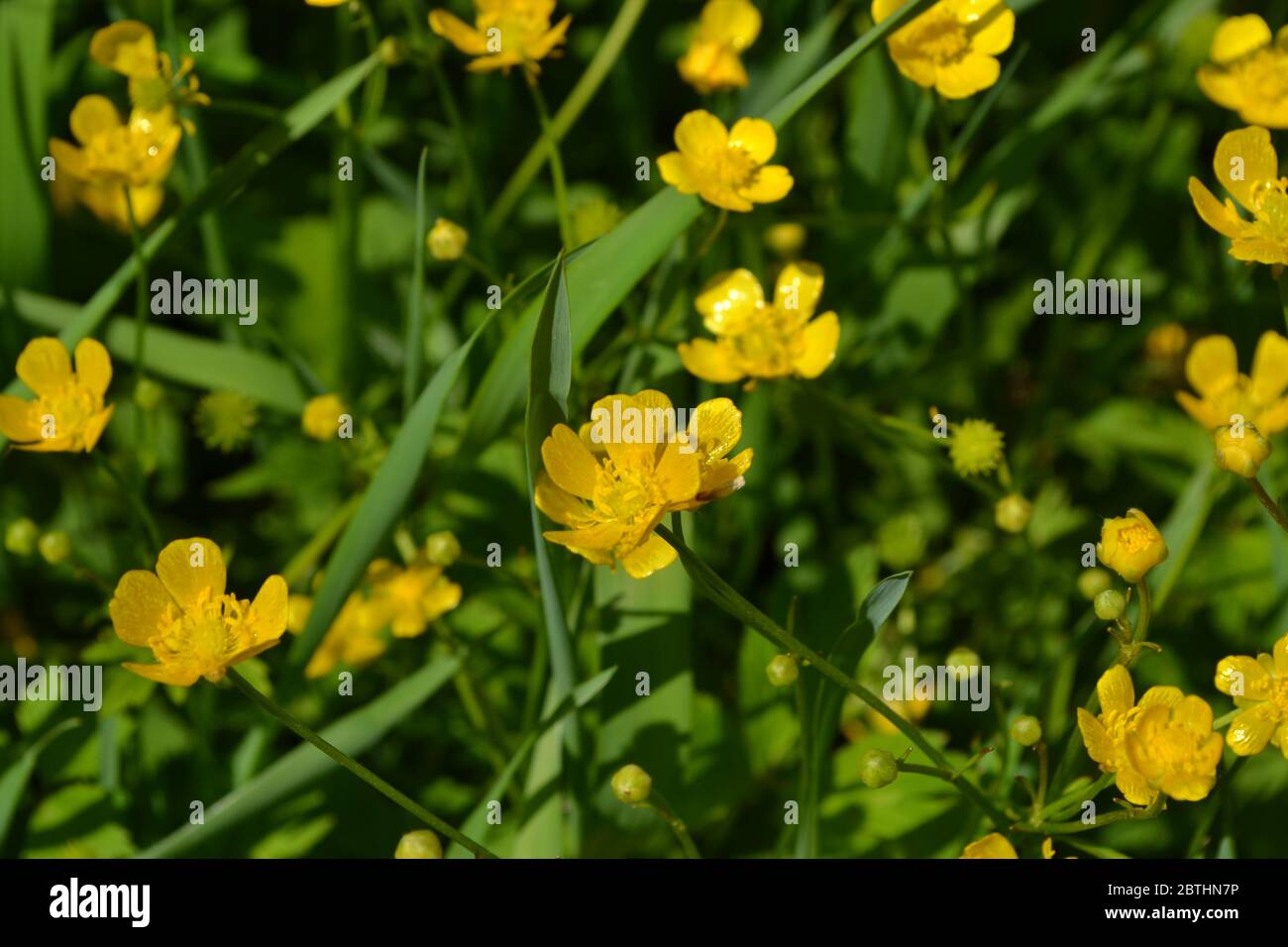 Yellow flowers. Rannculus acris. Field, forest plant. Flower bed, beautiful gentle plants. Sunny summer day. Green leaves. Buttercup caustic, common t Stock Photo