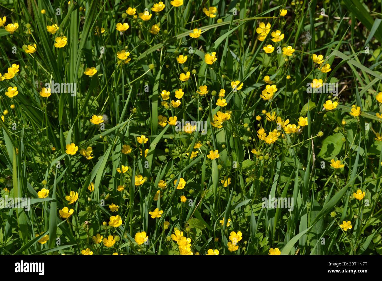 Sunny summer day. Rannculus acris. Field, forest plant. Flower. Yellow flowers. Buttercup caustic, common type of buttercups Stock Photo