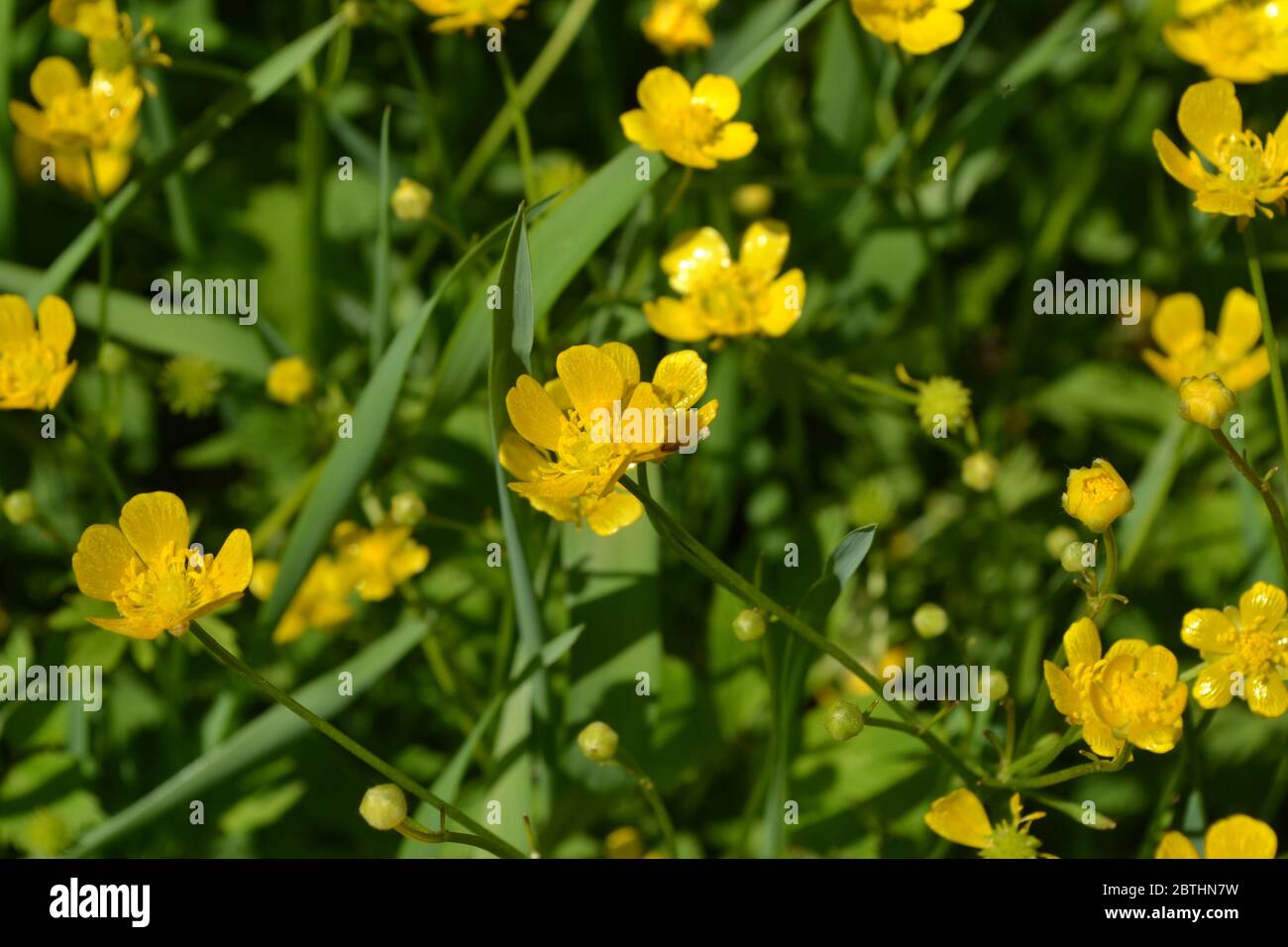 Yellow flowers. Rannculus acris. Field, forest plant. Flower bed, beautiful gentle plants. Sunny summer day. Green. Buttercup caustic, common type of Stock Photo