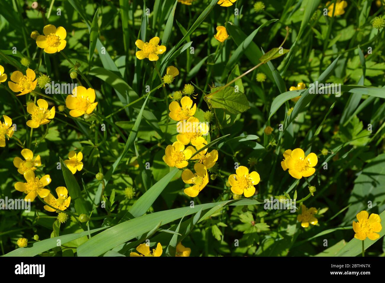 Yellow flowers. Rannculus acris. Field, forest plant. Flower bed, beautiful gentle plants. Sunny. Buttercup caustic, common type of buttercups Stock Photo