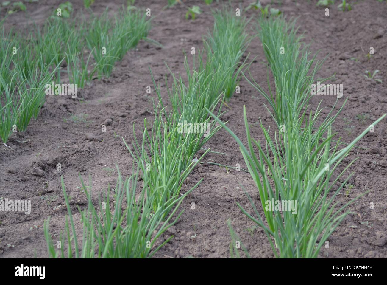 Allium sepa. Onion bulb, green sprouts on a black background. Perennial