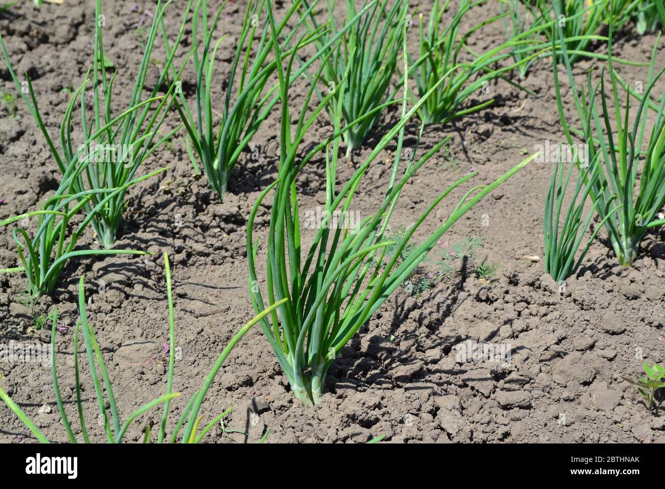 Onion bulb. Allium sepa. Perennial, family Alliaceae. Widespread