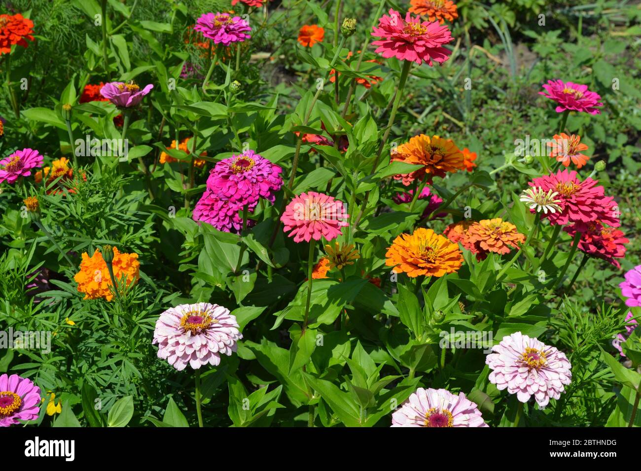 Flower Zinnia Gardening Zinnia A Genus Of Annual And Perennial Grasses And Dwarf Shrubs Of The Asteraceae Family Multicolored Stock Photo Alamy