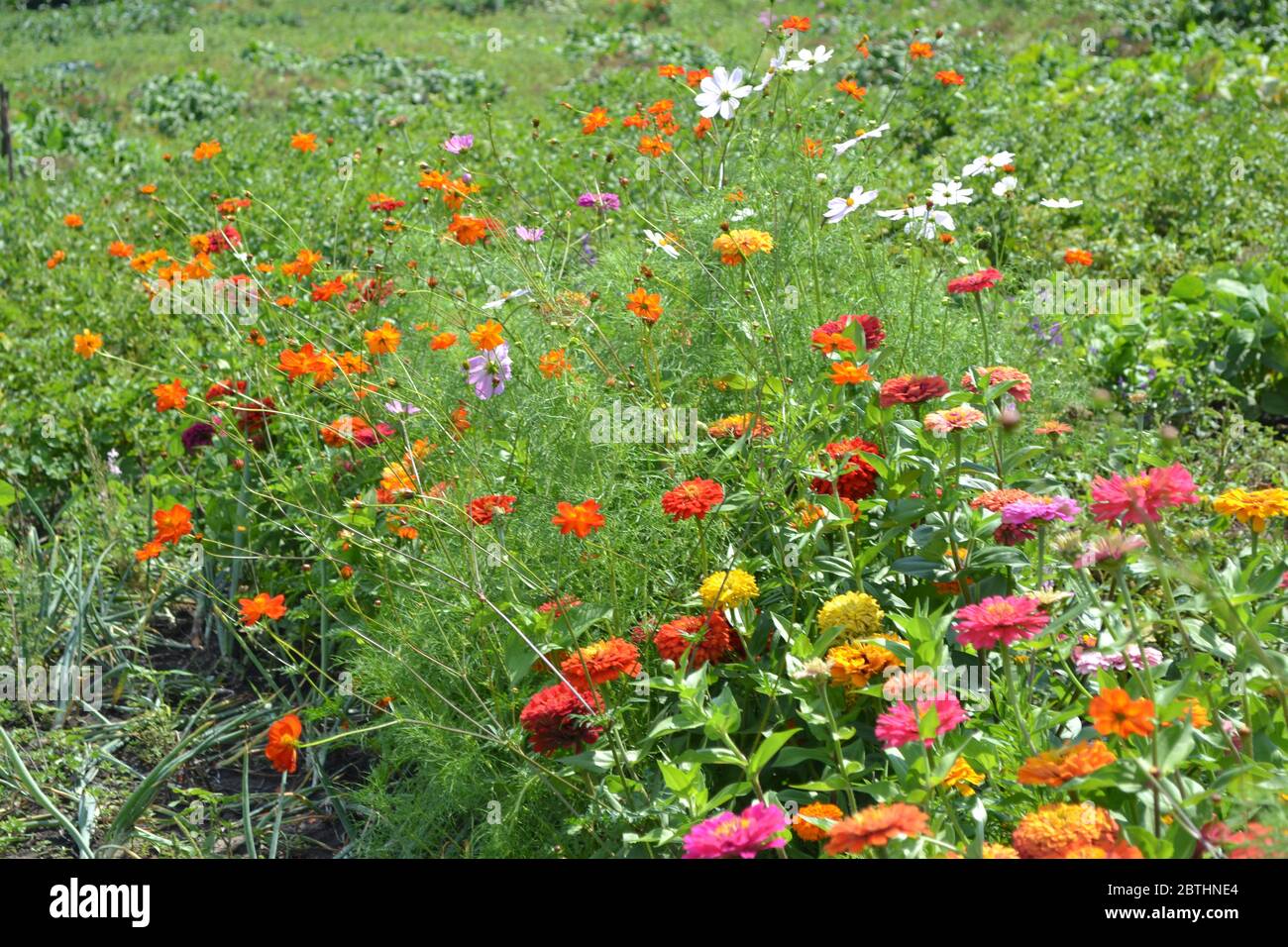 Flower. Zinnia, a genus of annual and perennial grasses and dwarf