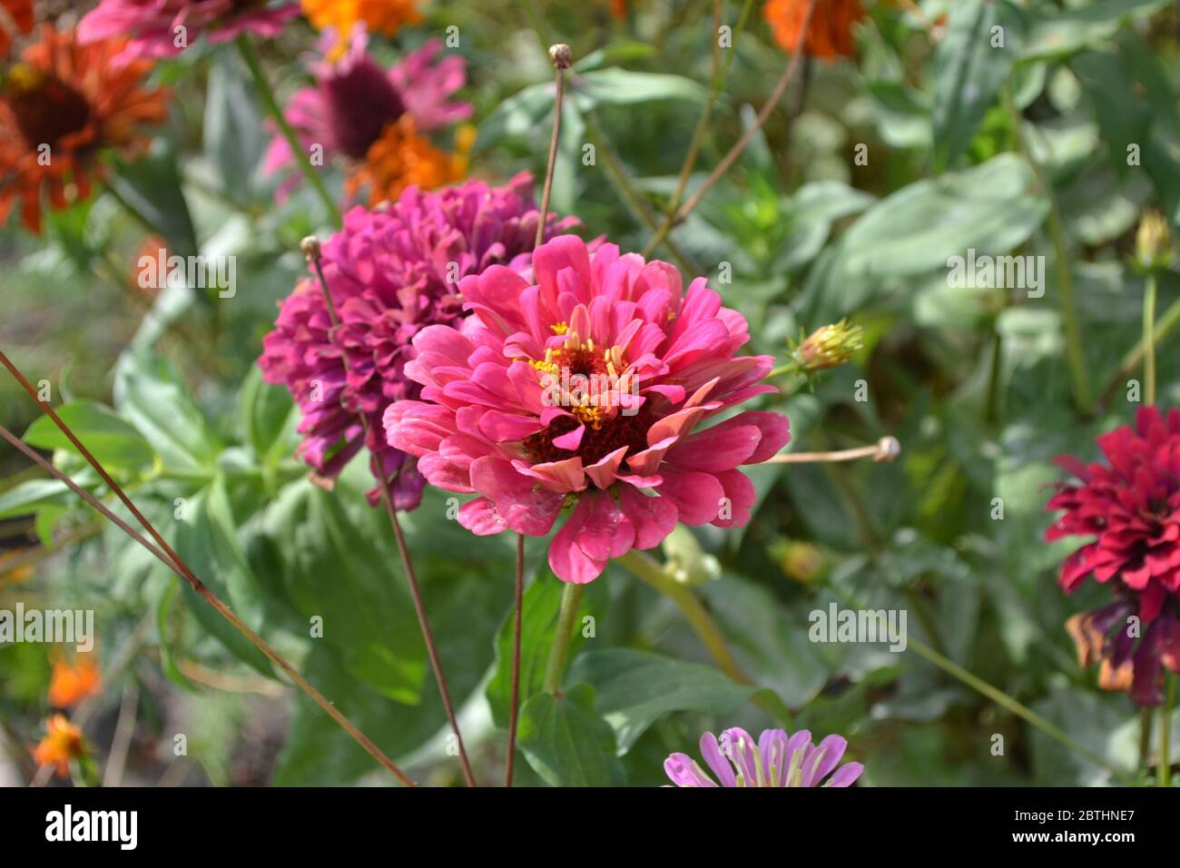 Gardening. Flower Zinnia. Zinnia, a genus of annual and perennial