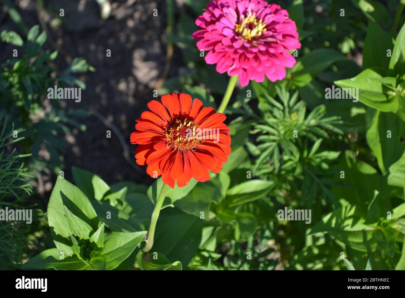 Flower. Gardening. Zinnia, a genus of annual and perennial grasses and  dwarf shrubs of the Asteraceae family. Red flowers Stock Photo - Alamy