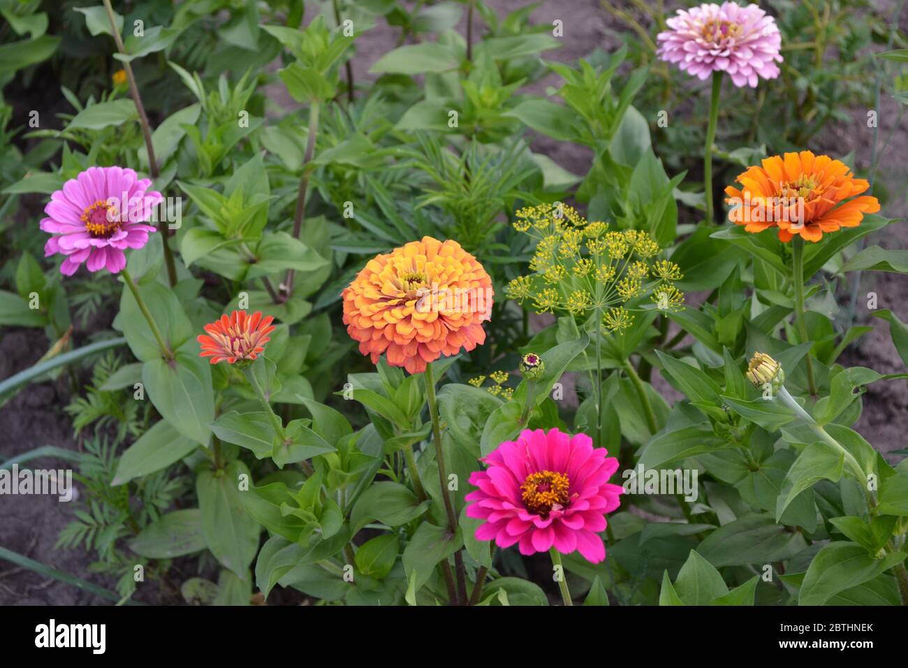 Multicolored flowers. Zinnia, a genus of annual and perennial grasses