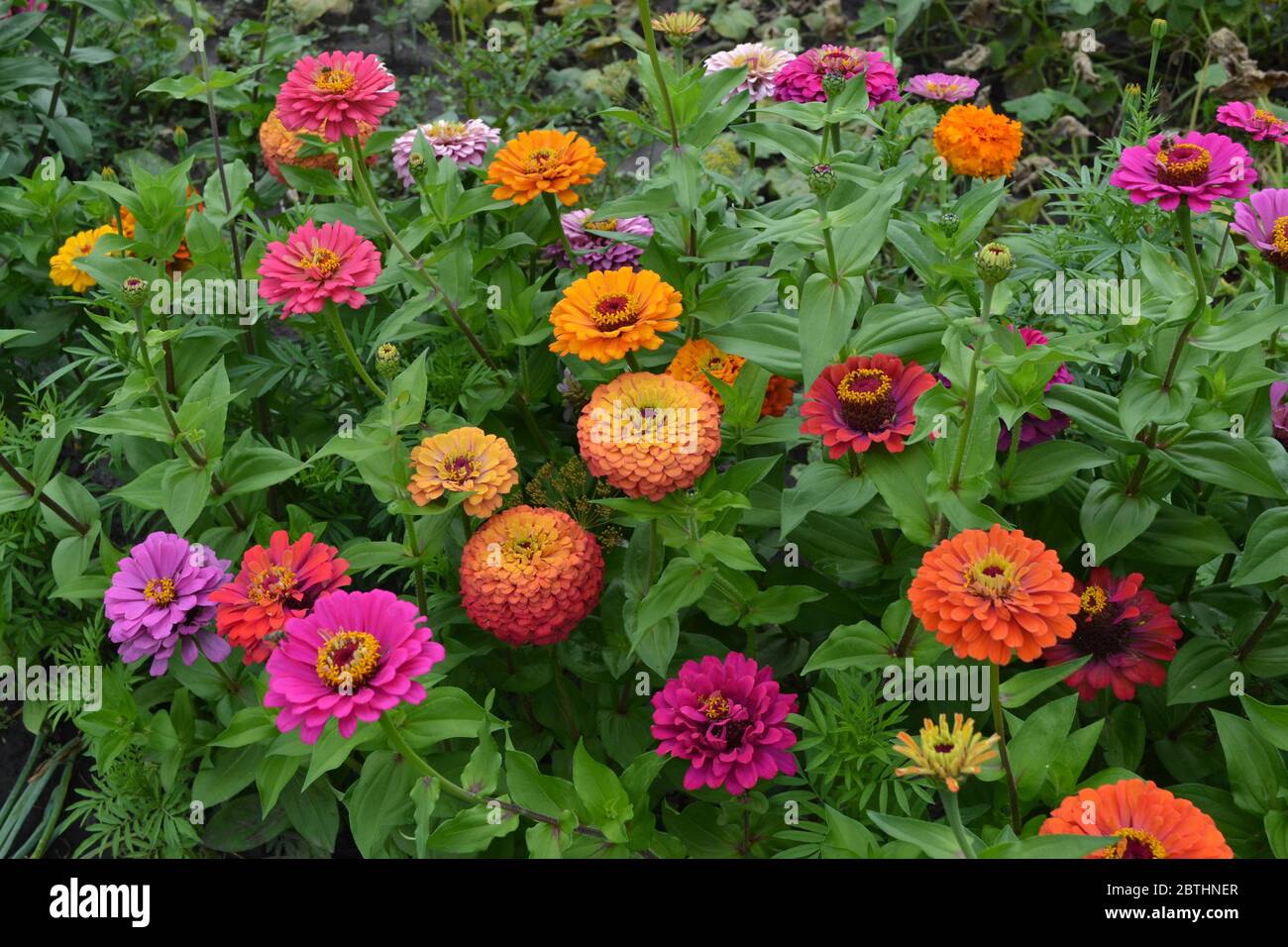 Zinnia A Genus Of Annual And Perennial Grasses And Dwarf Shrubs Of The Asteraceae Family Flower Zinnia Gardening Red Flowers Stock Photo Alamy