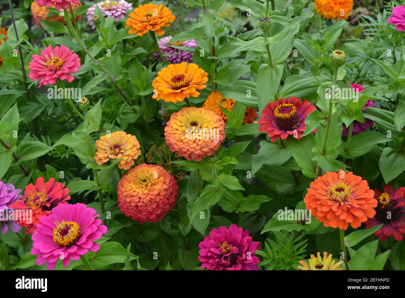 Zinnia A Genus Of Annual And Perennial Grasses And Dwarf Shrubs Of The Asteraceae Family Flower Zinnia Gardening Home Red Flowers Stock Photo Alamy