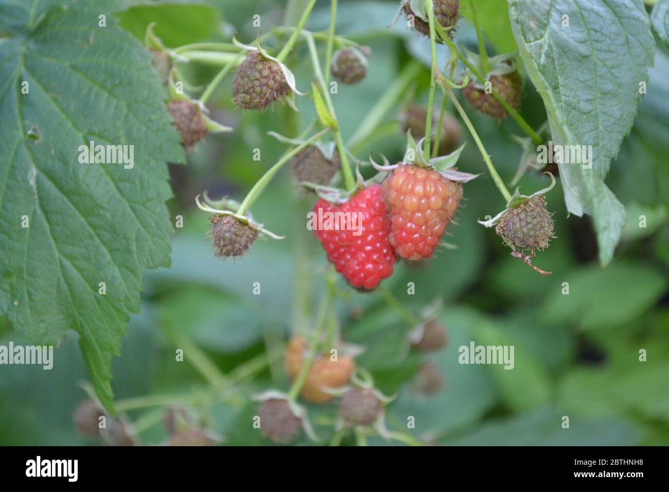 Raspberry ordinary. Gardening. Home garden, flower bed. House, field ...
