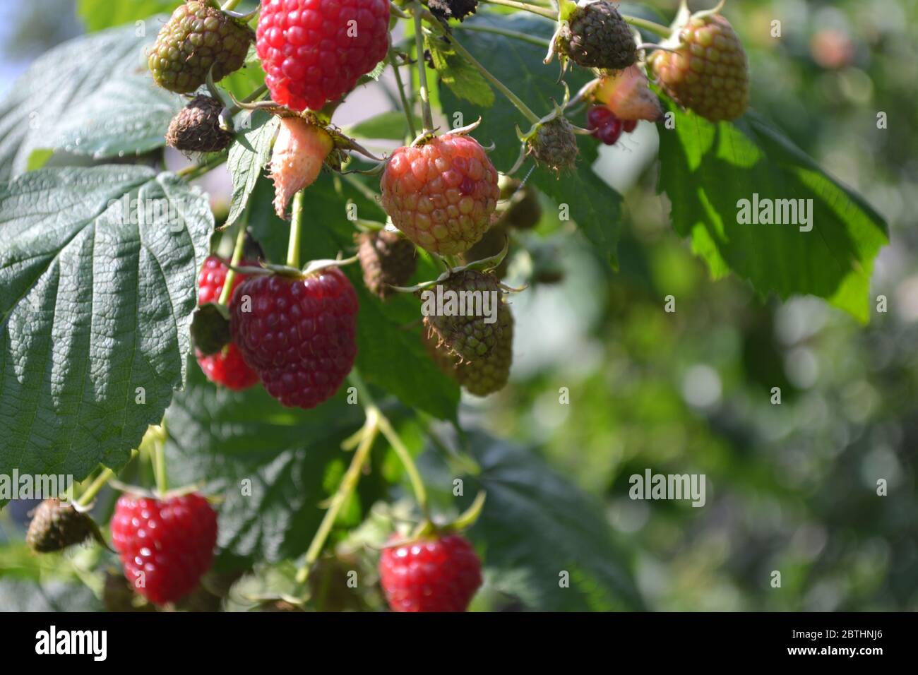 Raspberry ordinary. Gardening. Home garden, flower bed. House. Rubus ...