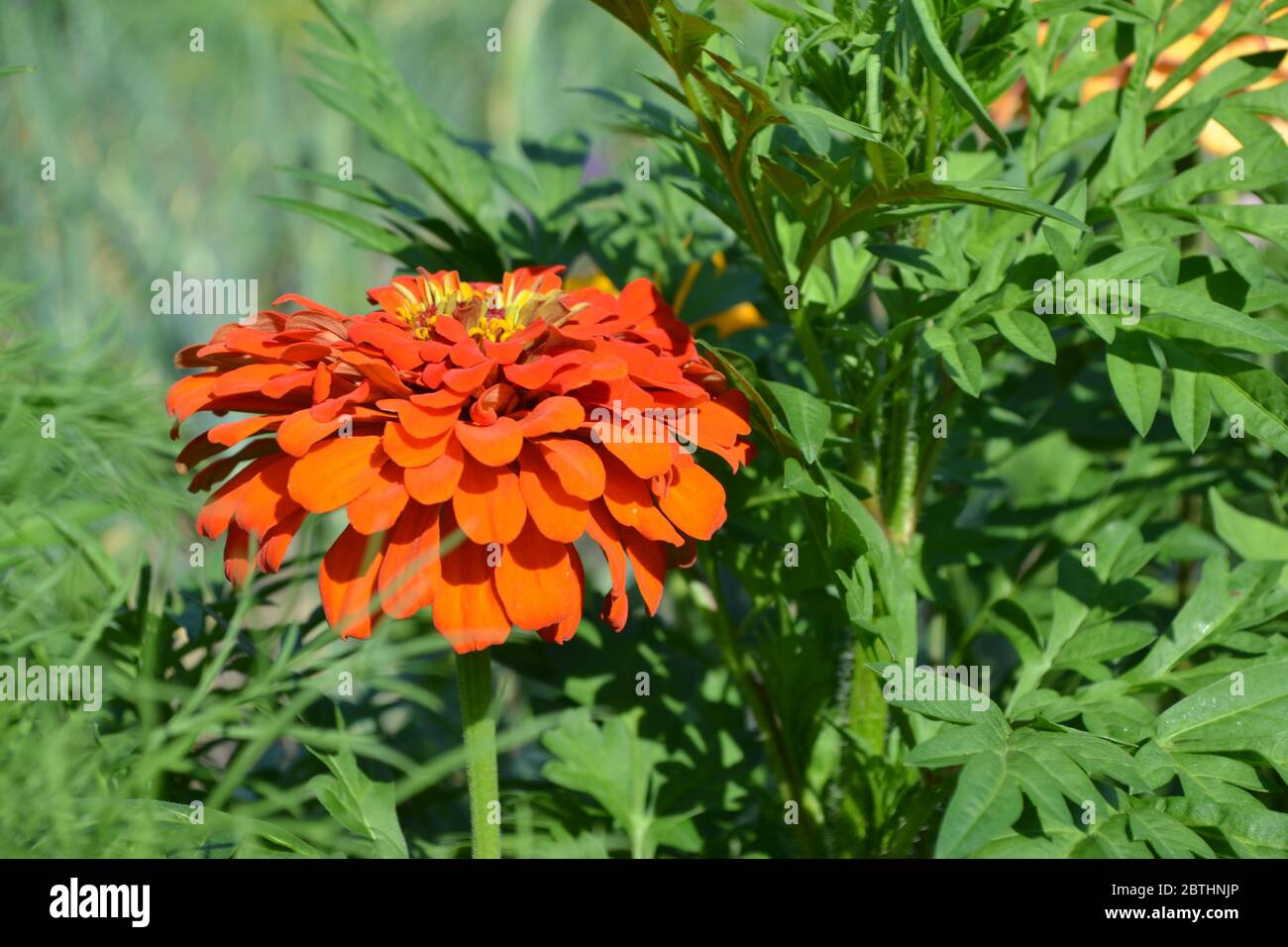 Zinnia, a genus of annual and perennial grasses and dwarf shrubs of the