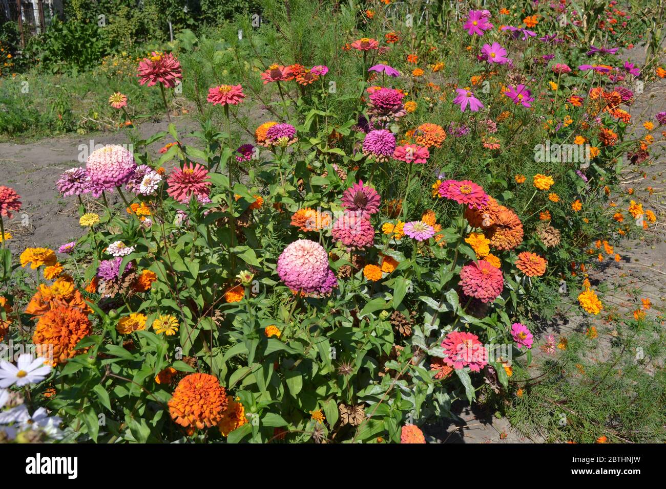 Zinnia, a genus of annual and perennial grasses and dwarf shrubs of the