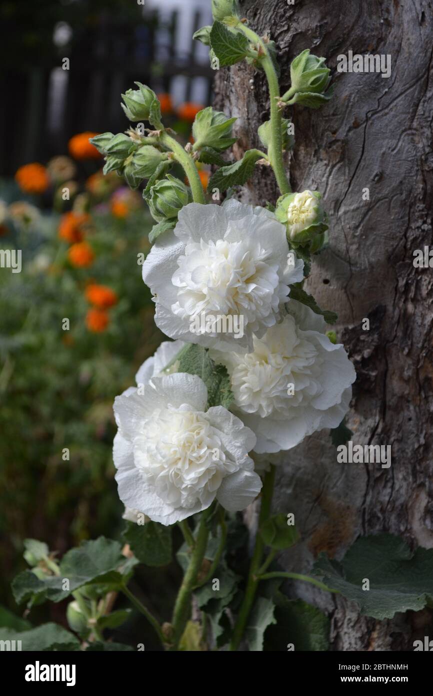 Gardening. Home garden, flower bed. House. Mallow. Malva. Alcea Large, curly flowers. White flowers Stock Photo