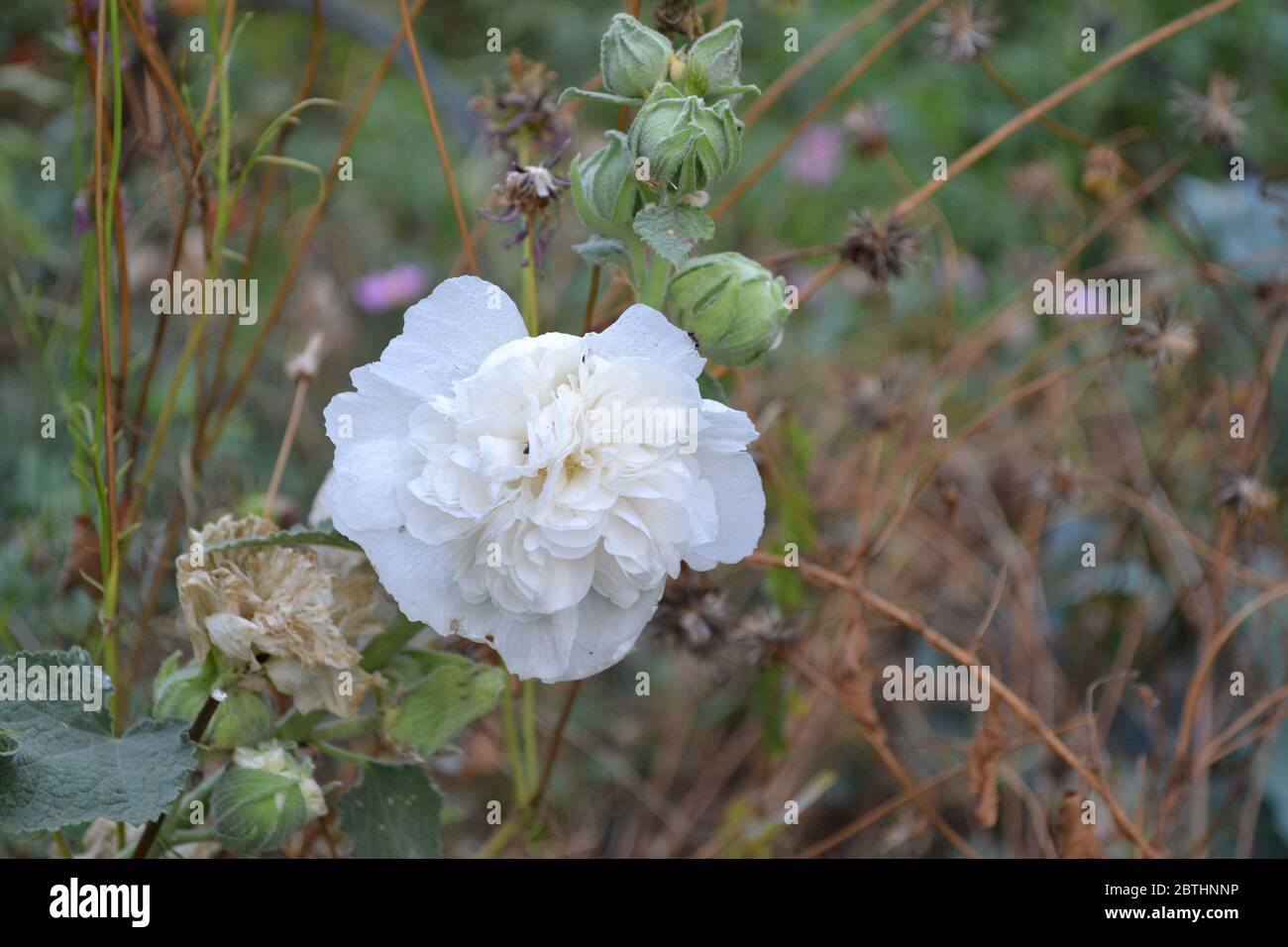Mallow. Malva. Alcea. Gardening. Home garden, flower bed. House, field. Large, curly flowers. White flowers Stock Photo