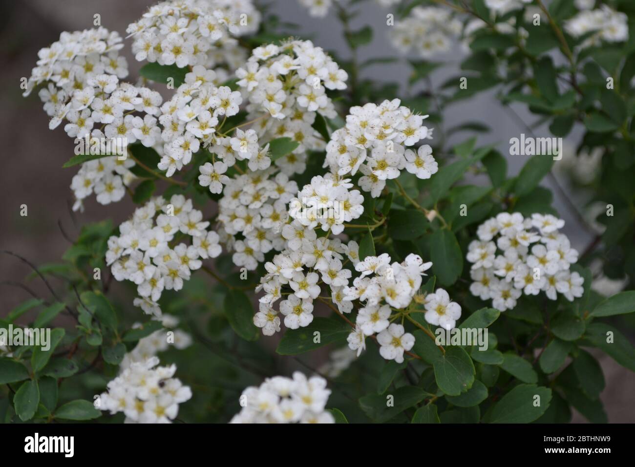 Gardening. Green. Spirea Wangutta. Spiraea vanhouttei, ornamental shrub of the Rosaceae family. White flowers Stock Photo