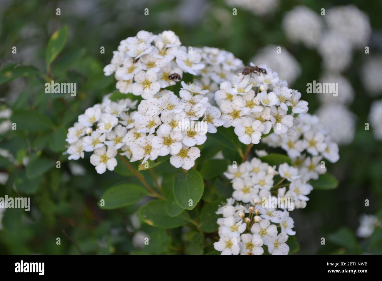 Gardening. Home garden, flower bed. Green leaves, bushes. Spirea Wangutta. Spiraea vanhouttei, ornamental shrub of the Rosaceae family. White flowers Stock Photo