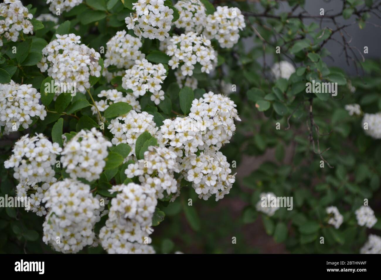 Gardening. Home garden, flower bed. Green leaves. Spirea Wangutta. Spiraea vanhouttei, ornamental shrub of the Rosaceae family. White flowers Stock Photo