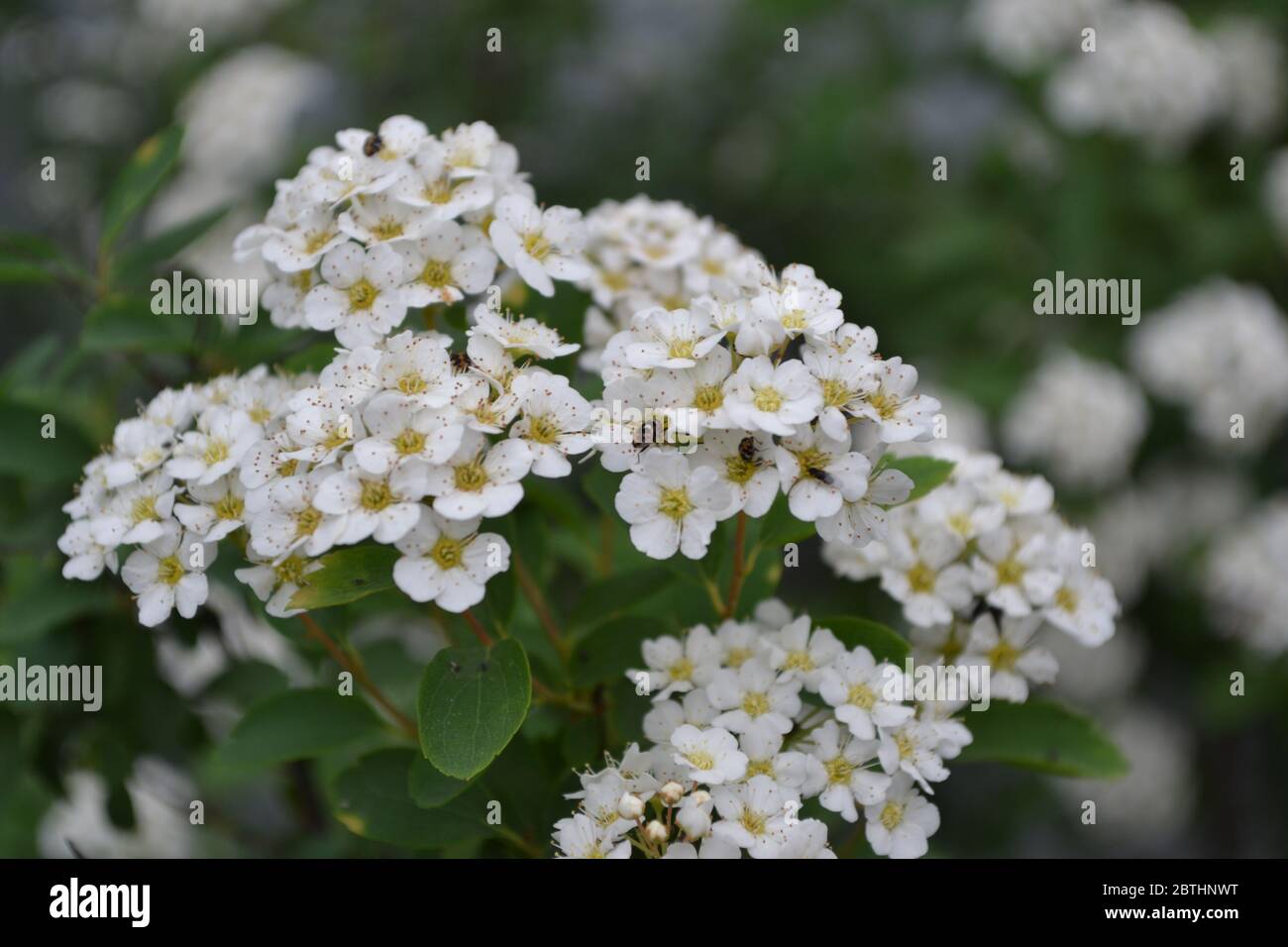 Gardening. Green leaves. Spirea Wangutta. Spiraea vanhouttei, ornamental shrub of the Rosaceae family. White flowers Stock Photo