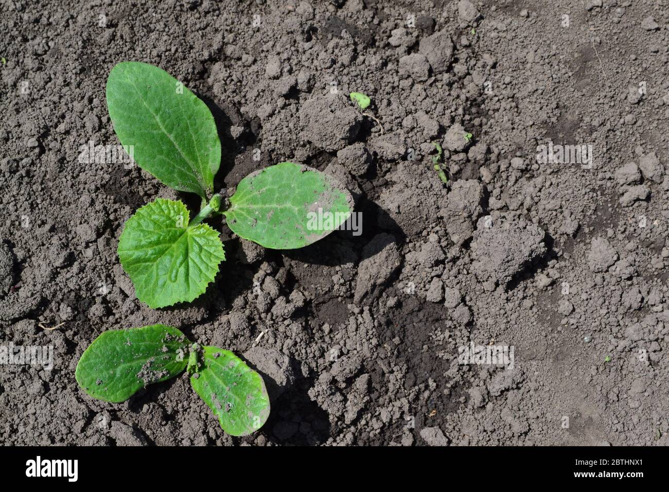 Gardening. Home garden, flower bed. House, field, farm, village. Green leaves, bushes. Cucumber. Cucumis sativus, an annual herb. Young shoots Stock Photo