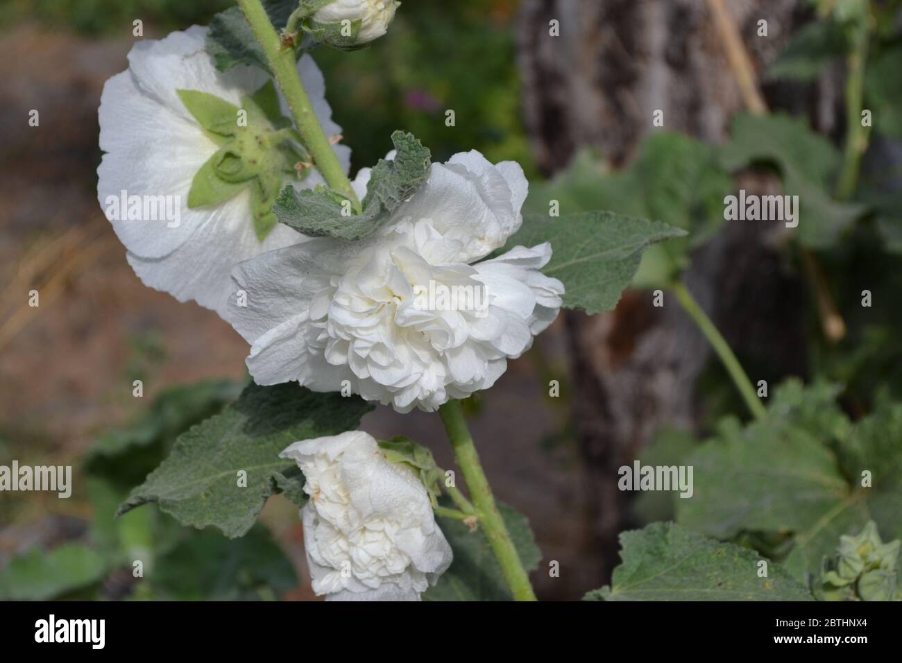 Gardening. Home garden, flower bed. House, field, farm, village. Mallow. Malva. Alcea Large, curly flowers. White flowers Stock Photo